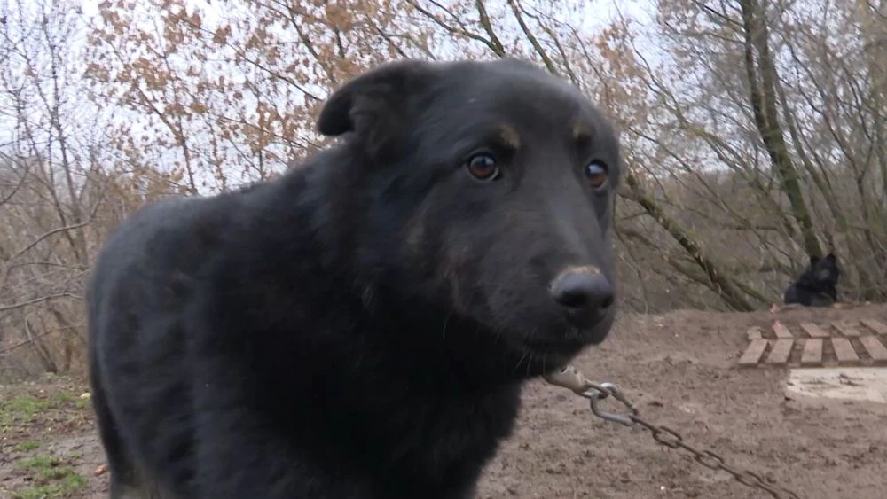 черная собачка щенок