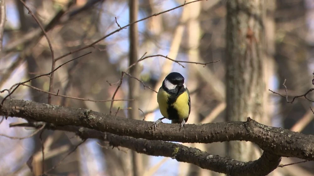 синица на ветке