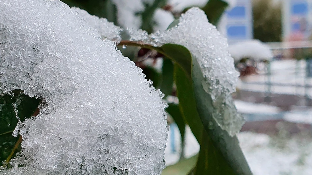 Снег на листьях