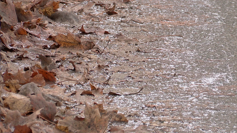 Осенняя листва на асфальте