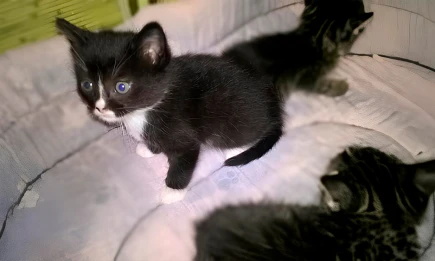 Жительница Татарстана потеряла 24 тысячи рублей при покупке котенка у мошенников - НТР 24