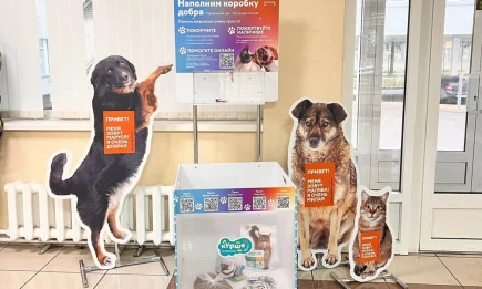 В одном из МФЦ Нижнекамска установили короб для сбора корма для животных - НТР 24