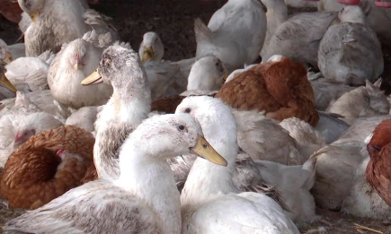 В Татарстане ввели карантин из-за птичьего гриппа, Нижнекамск под наблюдением - НТР 24
