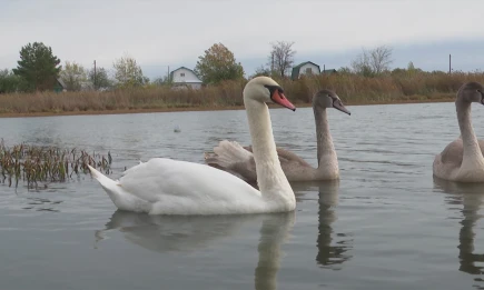 В Татарстане объяснили, когда зимой стоит спасать лебедей - НТР 24
