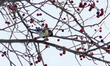 В Синичкин день россияне развешивают кормушки для зимующих птиц - НТР 24