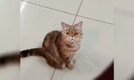 В Татарстане прокуратура заинтересовалась выставкой кошек - НТР 24