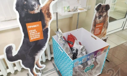 20 кг корма для кошек и собак: мэр Нижнекамска принял участие в акции «Короб добра» - НТР 24
