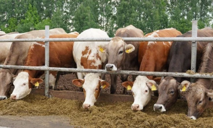 Минсельхозпрод РТ объявляет прием заявок на возмещение части затрат для ЛПХ - НТР 24