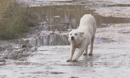 Росстандарт утвердил новый ГОСТ для выгула собак, разработанный в Татарстане - НТР 24