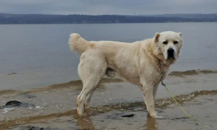 Рустам Минниханов выложил фото Акдуса, тоскующего по зиме - НТР 24