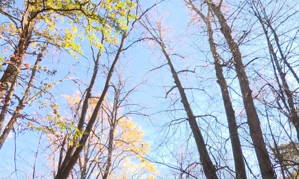 Гололедица и туман: прогноз погоды в Татарстане на 27 ноября - НТР 24