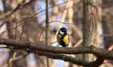 Орнитолог КФУ рассказал, как правильно подкармливать птиц зимой - НТР 24