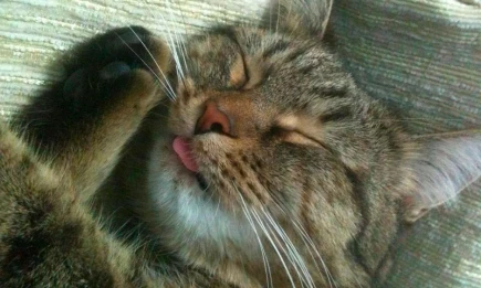 Сомнолог объяснил природу загадочных видений при засыпании - НТР 24