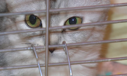 В Татарстане мужчину забили до смерти чайником, заподозрив в убийстве кота - НТР 24