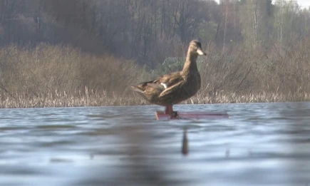 В Татарстане внесены в реестр границы 24 охотничьих хозяйств - НТР 24