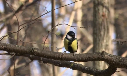 В Татарстане в воскресенье ожидается до 6 градусов тепла - НТР 24