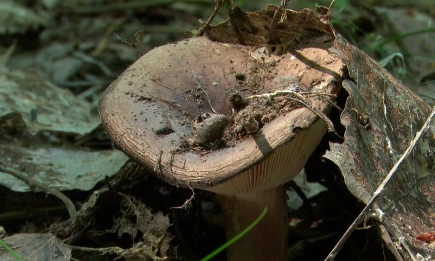 Нарколог предупредил об опасности популярных у молодежи «грибных снюсов» - НТР 24