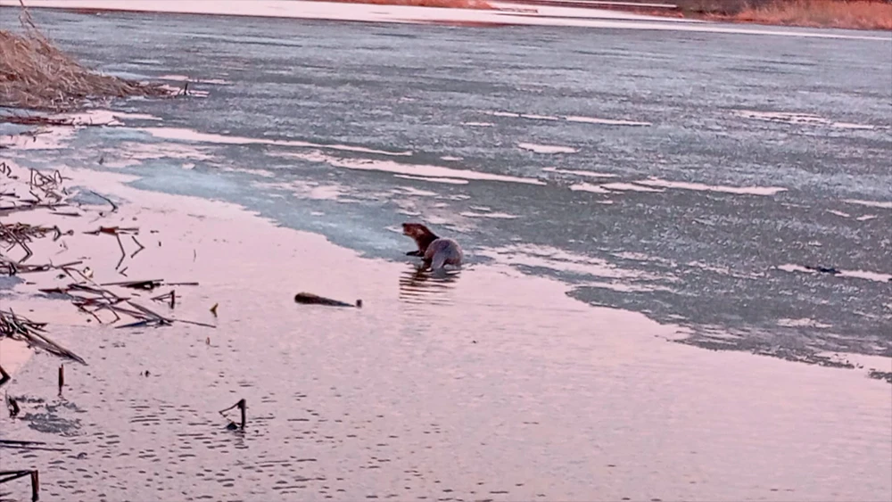 Выдра в реке