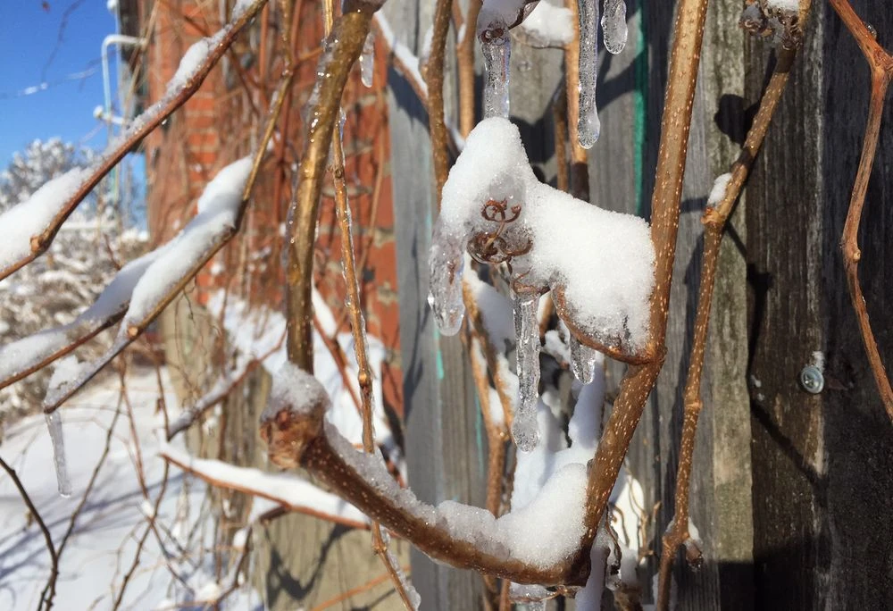 сосулька капель оттепель