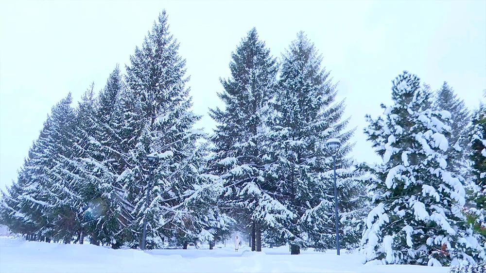 Елки в снегу