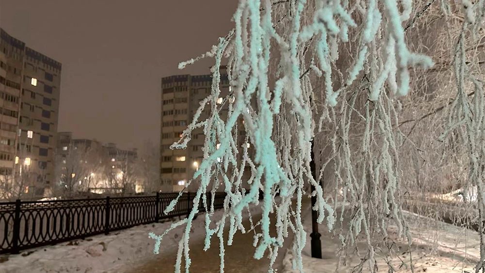 Заснеженные ветки дерева