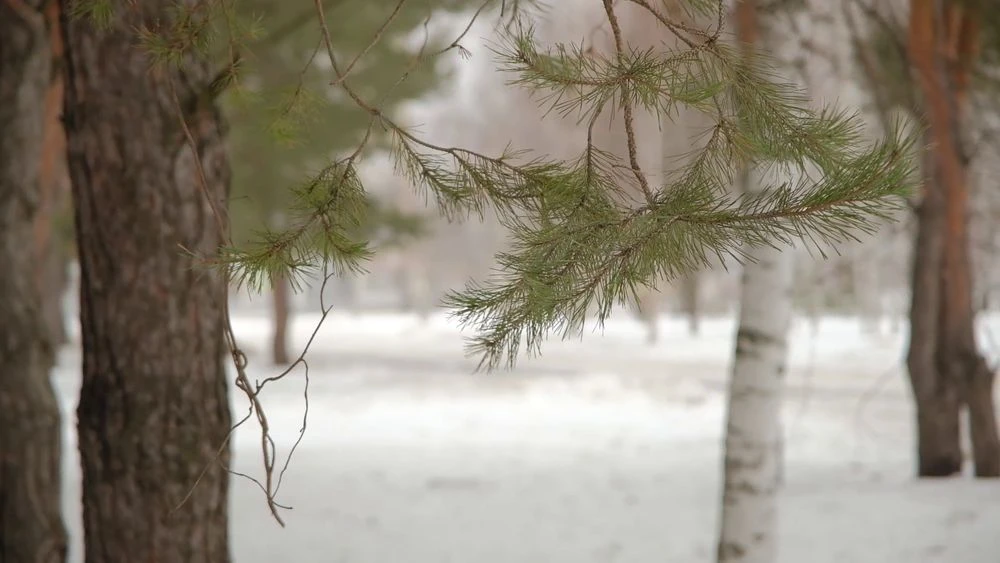 парк зимой снег деревья