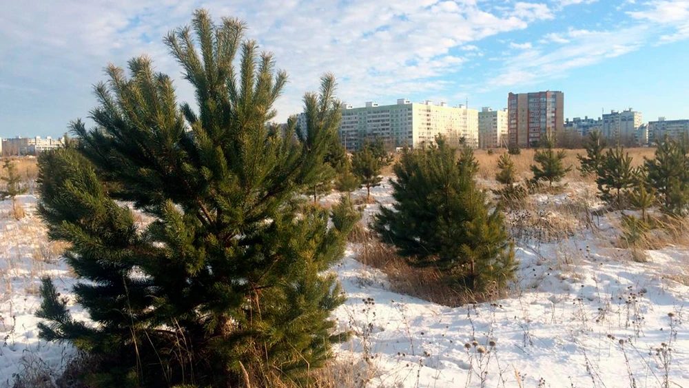 Елки в Нижнекамском районе