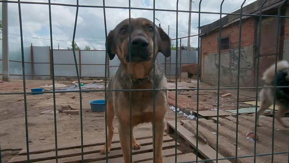 Собака в приюте в Нижнекамске