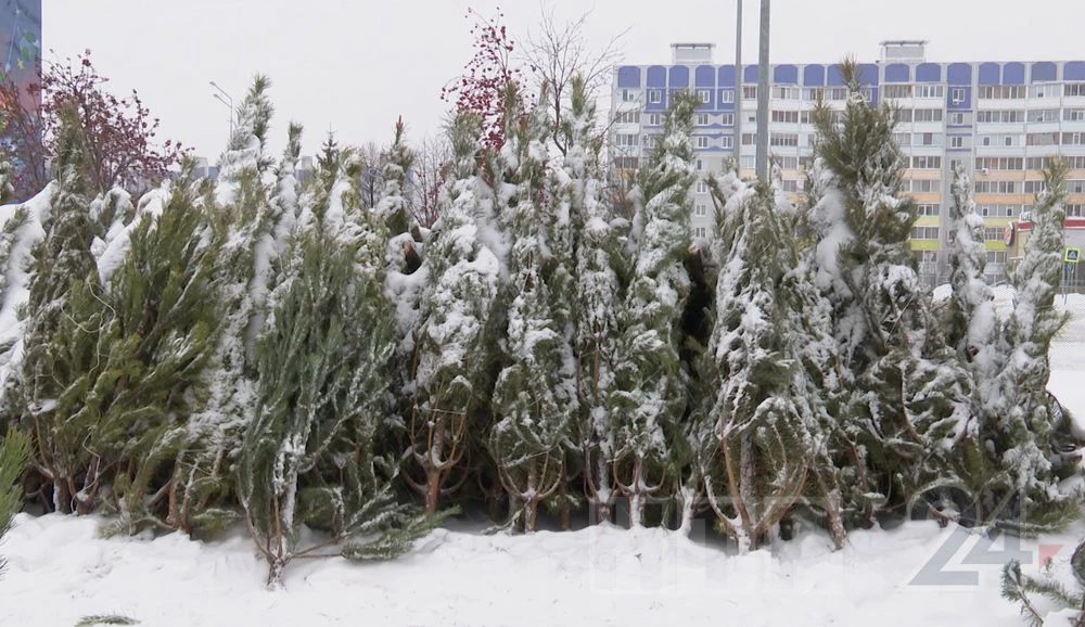 елочный базар у ТЦ Шатлык Нижнекамск