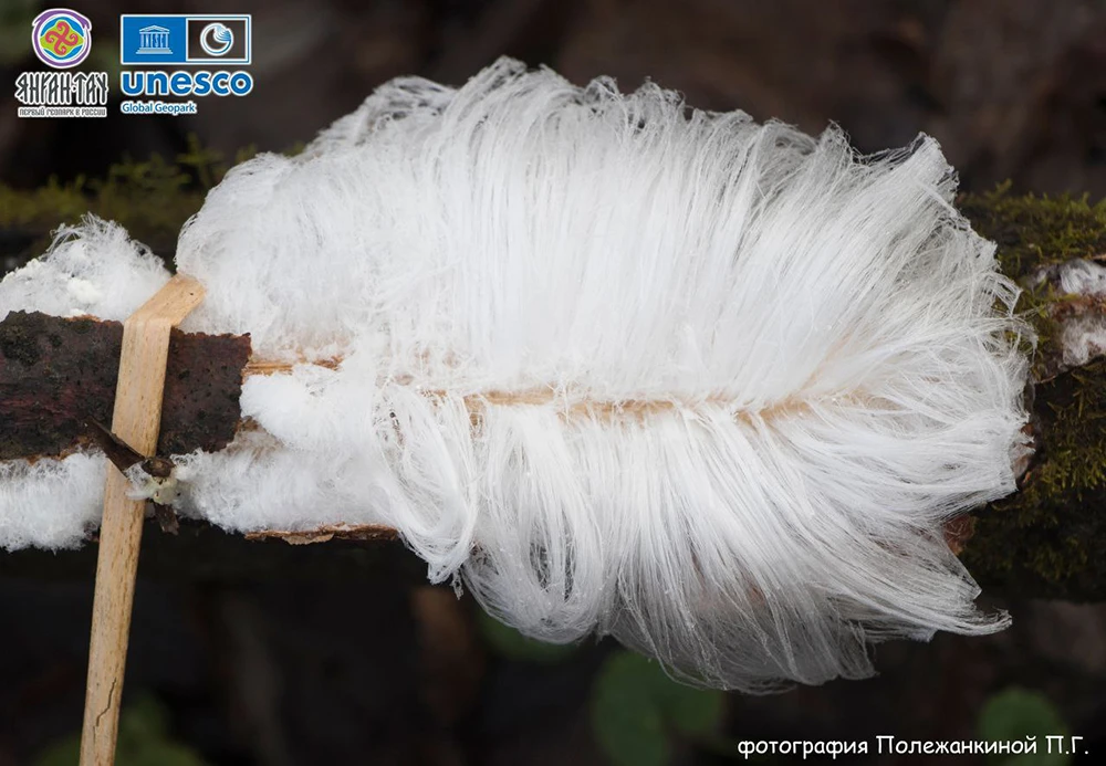 «Ледяные волосы» или «волосатый лёд»