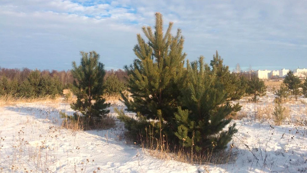 Елки в поле у Нижнекамска