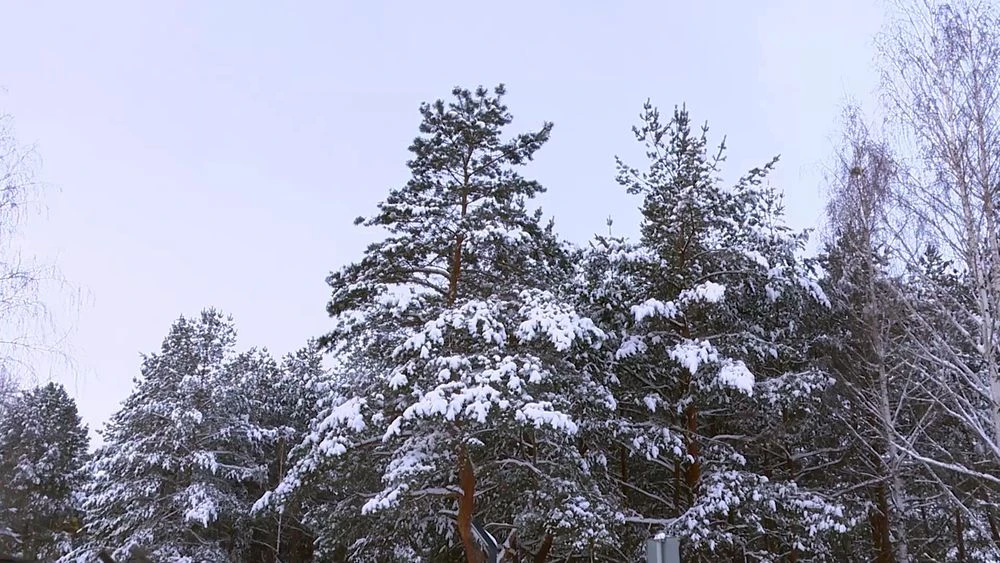 ели в снегу