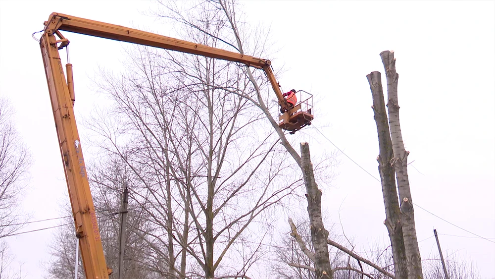 Омоложение тополей