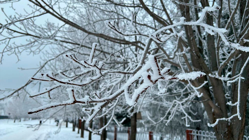 Заснеженные ветки дерева