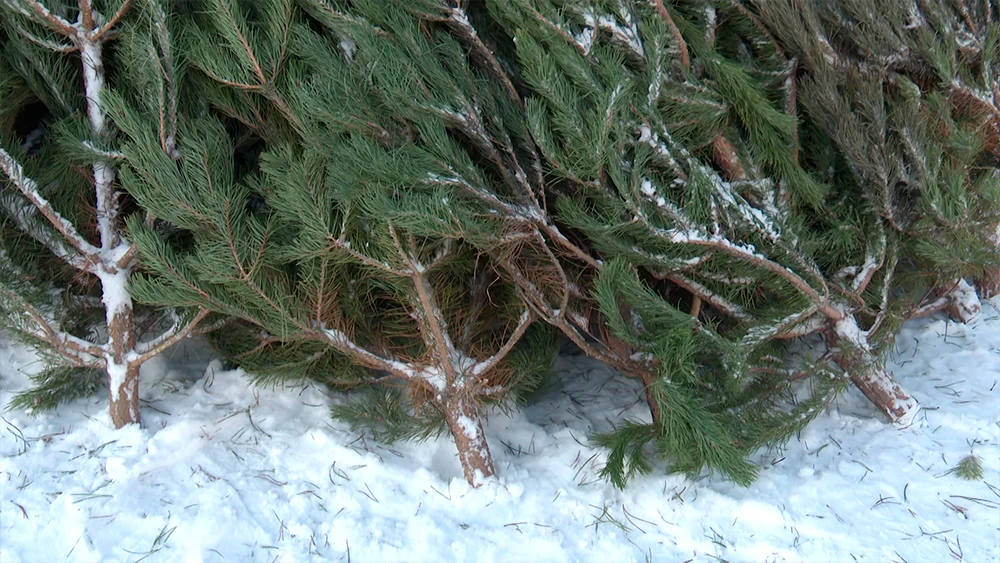 Сосны на ёлочном базаре в Нижнекамске