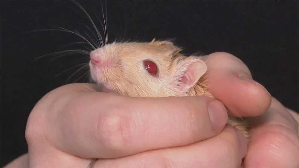 Мышь в руках