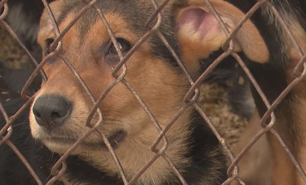 Собака в приюте для животных в Нижнекамске