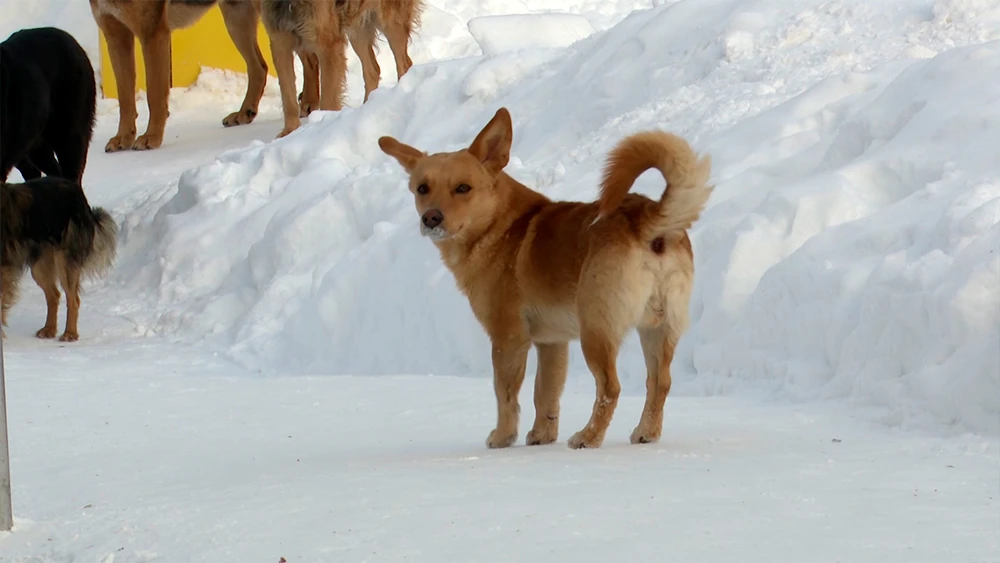 Уличные дворняжки