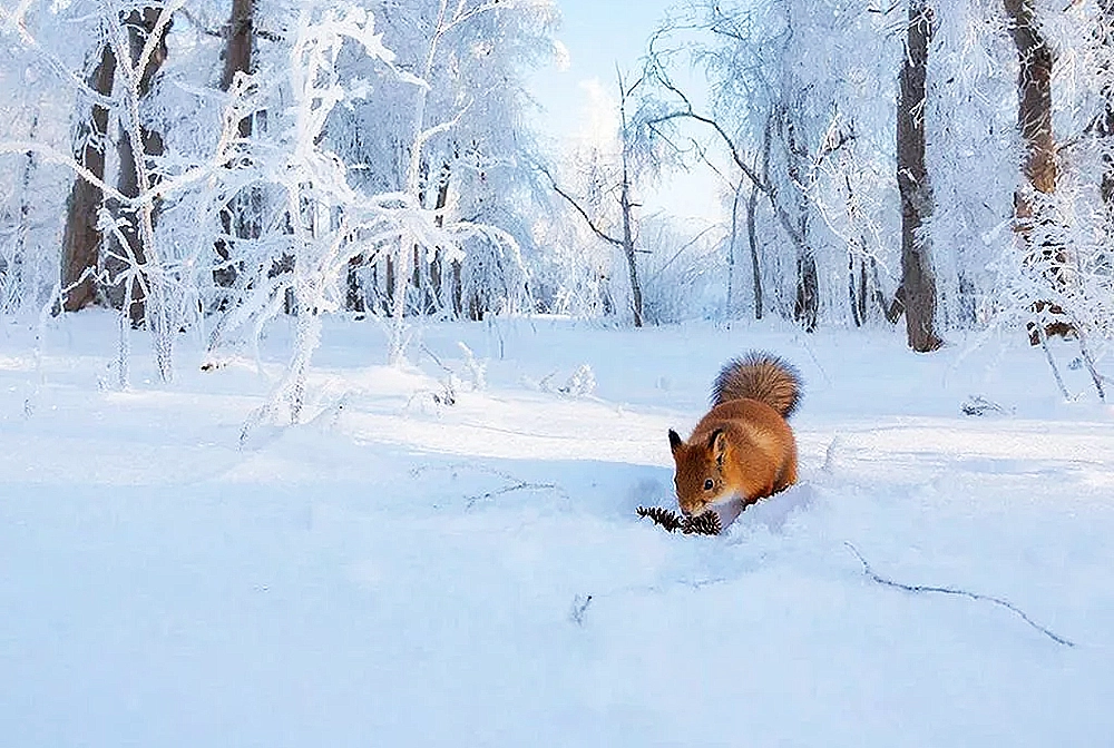 белка в лесу в мороз ищет пропитание