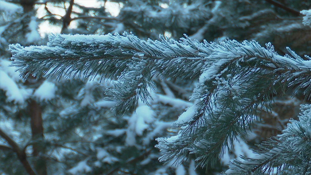 Ветка ели в снегу