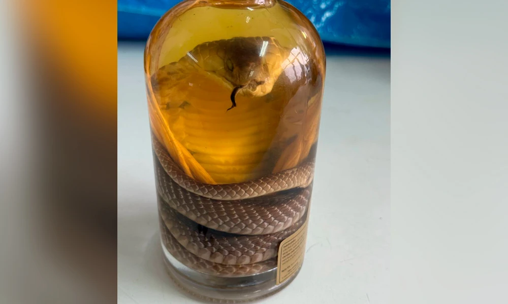 змеиное вино