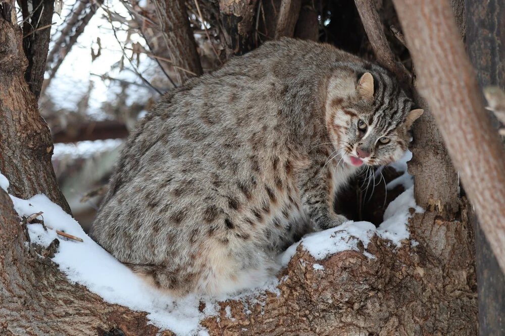 Дальневосточный кот Тихон