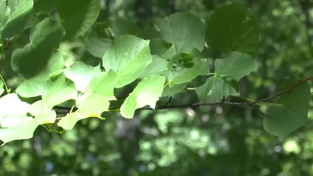 берёза листья