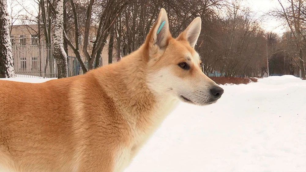 Бездомная собака на улице
