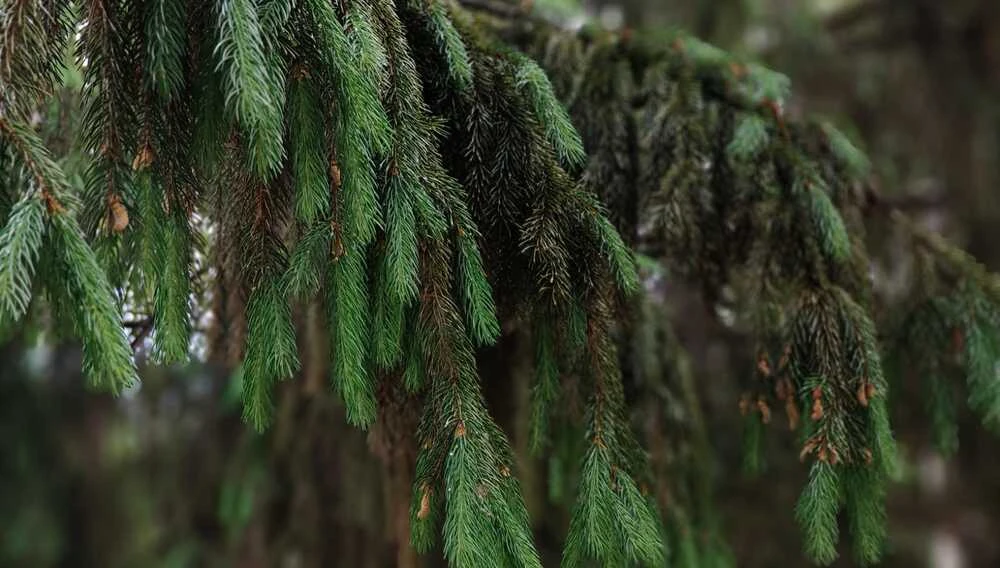Еловые ветки