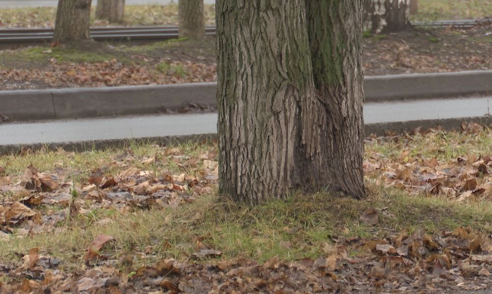 дерево ствол пожухлые листья трава