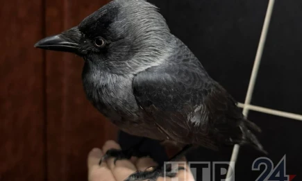 Необычный питомец: Как нижнекамка выходила замерзшую галку и назвала Угольком - телеканал НТР 24