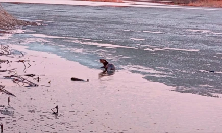В Татарстане подсчитали популяции краснокнижных норок и выдр - телеканал НТР 24