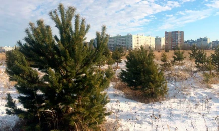 Россиянам напомнили, чем грозит самовольный спил ёлки к Новому году - телеканал НТР 24