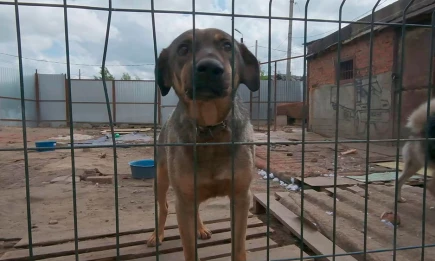 В Нижнекамске создана рабочая группа по контролю за безнадзорными животным - НТР 24
